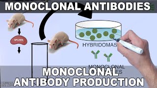 Monoclonal Antibodies and its Production [upl. by Ardnas]