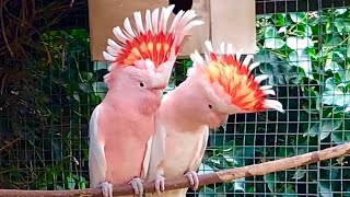 🥇Major Mitchell Cockatoo in bird aviary [upl. by Ilyse]