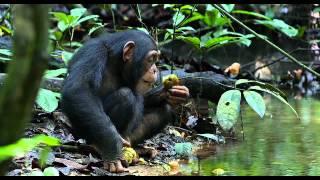 CHIMPANZEE  Savour the flavour clip [upl. by Terrance]