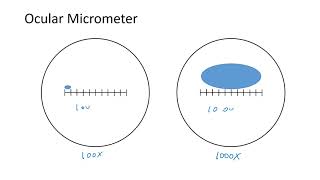 How to use an Ocular Micrometer [upl. by Lsiel296]