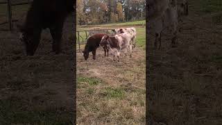 Shorthorn cattle [upl. by Tnomyar796]