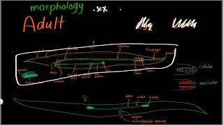 Parasitology 11 Nematodes General »DrMoaz [upl. by Nytsirhc]