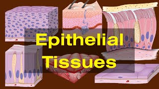 Epithelial tissues class 9 Epithelial tissues Types and Functions Biology [upl. by Airetal]