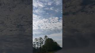 Pterodactyls or sandhill cranes birds florida clouds birdcall [upl. by Xylina]