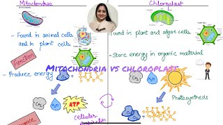 Mitochondria vs Chloroplast Differences and Similarities Endosymbiotic Theory [upl. by Ellehcer]