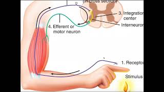 Structure amp Function of the Withdrawal Reflex a Polysynaptic Reflex [upl. by Eiryk]