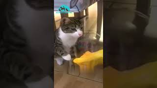 Compilation dAnimaux Drôles  Fous Rires Garantis  🐾😂 animaux cat catlover [upl. by Hasila]