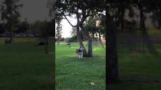 Siberian Husky Barking  mad that the host leave him far away😂 [upl. by Kono184]