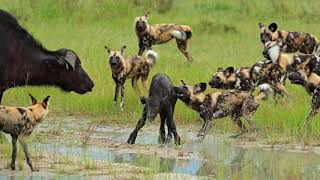 African wild dog hunting Buffalo calf Moremi Game Reserve Botswana [upl. by Tine]