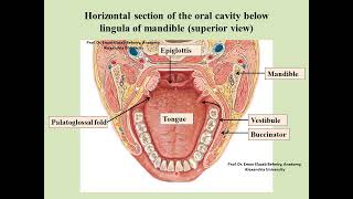 Anatomy of the oral cavity [upl. by Sybila676]