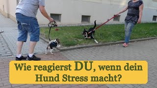 ❓ Reagierst DU bei Hundebegegnungen mit Artgenossen stressfrei [upl. by Glaser861]