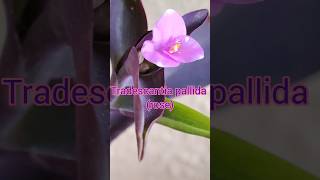 Purple heart plant  Tradescantia pallida  how to grow purple heart plant   Nongreenplant [upl. by Mit]