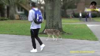 UBC Wild Coyote Walking With Students [upl. by Trillby322]