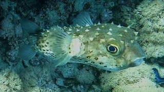 Yellowspotted Burrfish Cyclichthys spilostylis Hedgehog Fish Yellowspotted Porcupinefish 4K [upl. by Floeter]