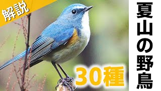 解説！夏山で見る鳥30種【鳴き声】＜登山×野鳥図鑑＞ [upl. by Aikemehs]