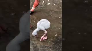 Baby Flamingos First Puddle Adventure 🦩💧shorts viralvideo flamingo subscribe cute [upl. by Itsud]