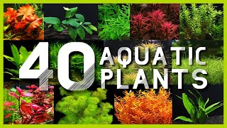 Types of Aquatic Plants for Aquarium [upl. by Bates551]