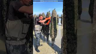 dont touch this thing near the sea😮viralvideo shortvideo [upl. by Camella]