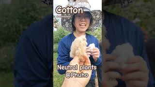 Cotton bananaland nature farming funny [upl. by Eselahc]