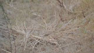 Asian green beeeater Merops orientalis 07062024 Punjab India [upl. by Rani]