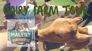 MALENY DAIRIES TOUR [upl. by Janelle]