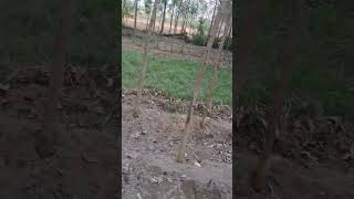 eucalyptus plant ujhari yt ytshorts shortsfeed trending plzdosuporrtmychanlfriends video [upl. by Doerrer]