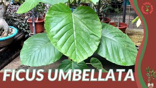 FICUS UMBELLATA Information and Growing Tips [upl. by Airda]