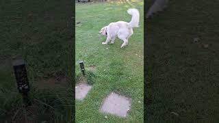 Great Pyrenees Dog Playing With Water lgds livestockguardiandog funny funnydogs dog hobbyfarm [upl. by Dill]