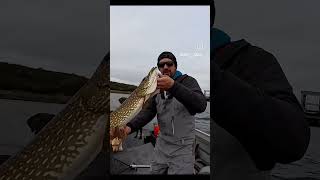 Trolling with a fly looking for Ouananiche but ended up hooking this Pike and a lake trout fishing [upl. by Fulton649]