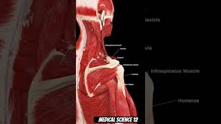 Rotator Cuff muscle Posterior view [upl. by Partridge]