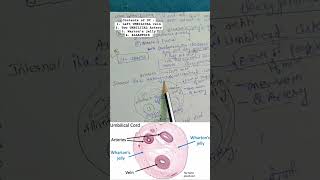 UMBILICAL CORD  Embryology and histological points of UMBILICAL CORD  Human Anatomy [upl. by Anasus837]