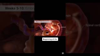 Stages of embryo creation embryo embryology pregnancy pregnant [upl. by Gabe]