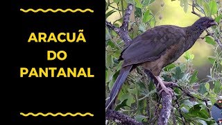 Aracuãdopantanal Ortalis canicollis [upl. by Luhar]