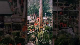 📍Fushimi Inari Shrine nature travel mountains [upl. by Gabor172]