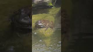 Bullfrog in My Pond [upl. by Ynahteb]