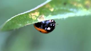 Ladybug Macro Video  Free HD stock footage [upl. by Llednil842]