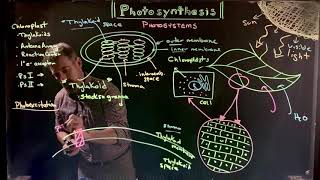 Photosynthesis 2 Chloroplasts [upl. by Emiaj]