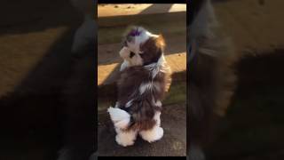 Shih tzu puppy’s playing video youtube shorts 🐶🐕🐶 puppy cute shithzu trending viralreels [upl. by Ahsertal]