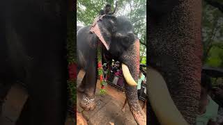 മുള്ളത്ത് ഗണപതി ❤️  mullah Ganapathy  Kerala Elephant  shorts 2024 [upl. by Dombrowski]