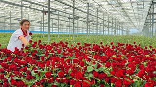 30000 Square Meters Of Real Flowers All Year Round Flower Production Plant [upl. by Ranip684]