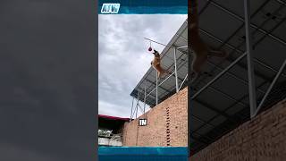 Witness the Incredible Agility of the Belgian Malinois HighFlying Jumps Up to 6 Meters [upl. by Retswerb]