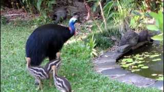 Cassowary babies [upl. by Annaiel]