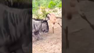 Confused Wildebeest Cant Recognize Its Own Baby – Heartwarming Wildlife Moment [upl. by Tod]