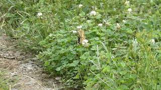 Old World Swallowtail Butterfly Visits White Clover Flowers for Nectar [upl. by Sublett]