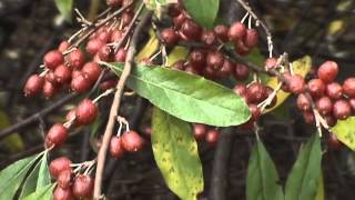 Edible Plants Autumn Olive [upl. by Lacy]