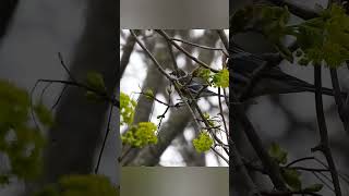 Yellow rumped warbler searching oohchild fivestepstairs [upl. by Guyer]