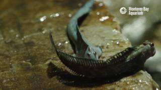 The Leaping Blenny—A Terrestrial Fish [upl. by Vanna]