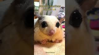 Ratoncito Comiendo 🐭 Final inesperado 🤣🤣🥹 [upl. by Giusto]