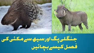 seh or pig se makei ki fasel kese bchain farmar ka bura haal he [upl. by Collis]