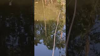 The best way to hook fishing in pond Part1074 shortvideo [upl. by Ased]